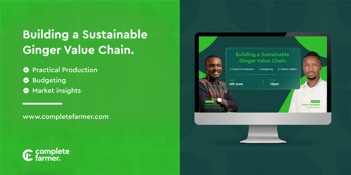 Building a Sustainable Ginger Value Chain through Practical Production, Budgeting, and Market insights.